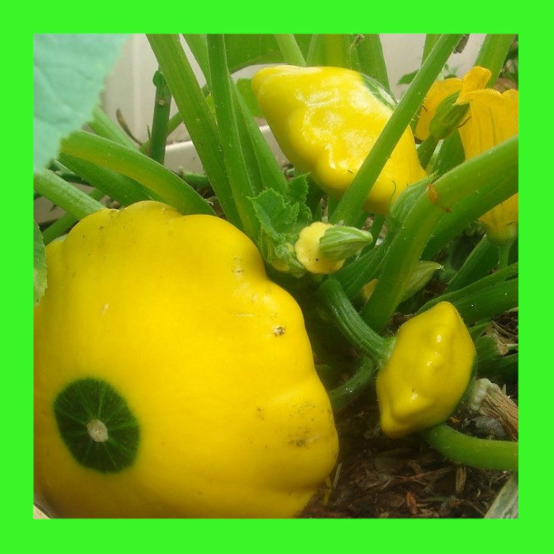 SQUASH-SCALLOP-YELLOW SUMMER