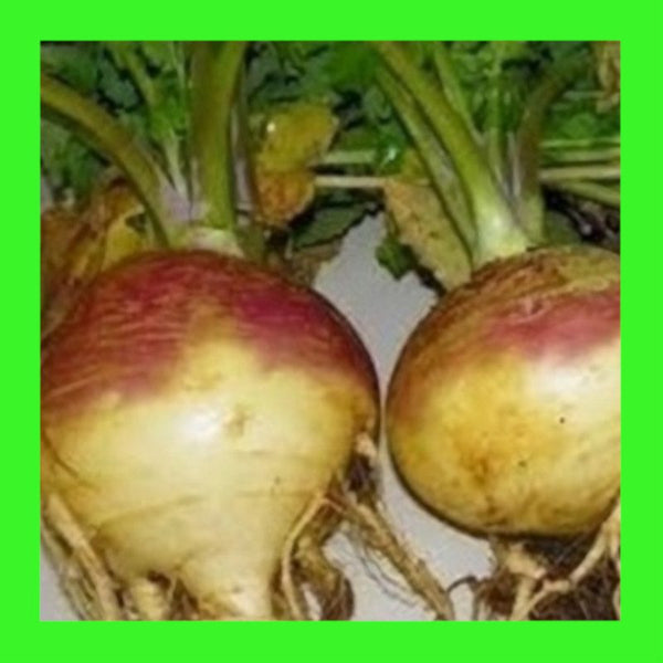 SWEDE-AMERICAN PURPLE TOP-RUTABAGA