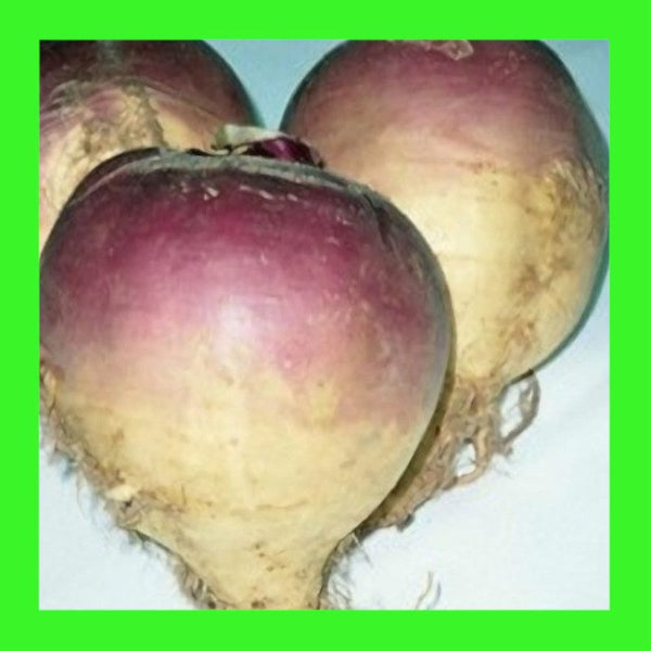 SWEDE-CHAMPION PURPLE