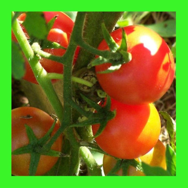 TOMATO-CHERRY-CAMP JOY
