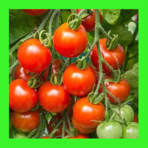 TOMATO-CHERRY-TOMMY TOE