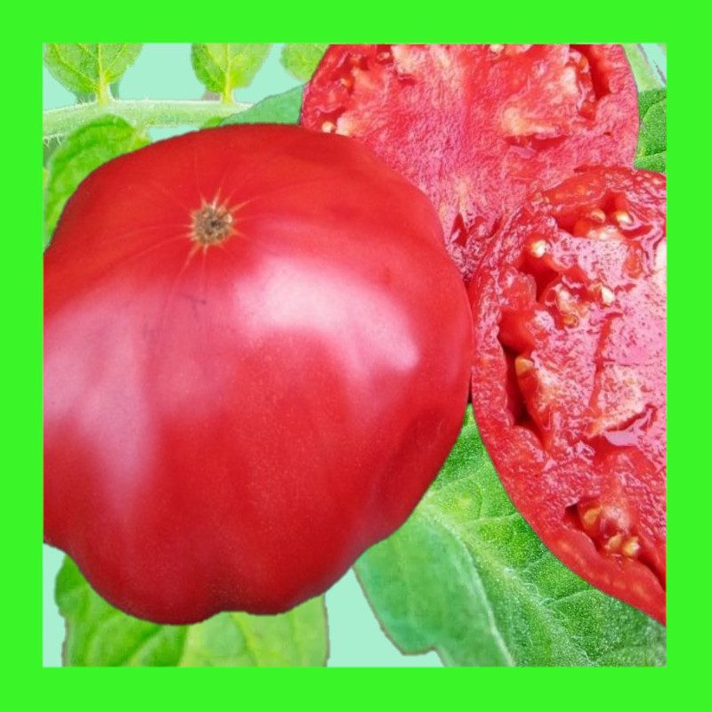 TOMATO-MARIANNAS PEACE
