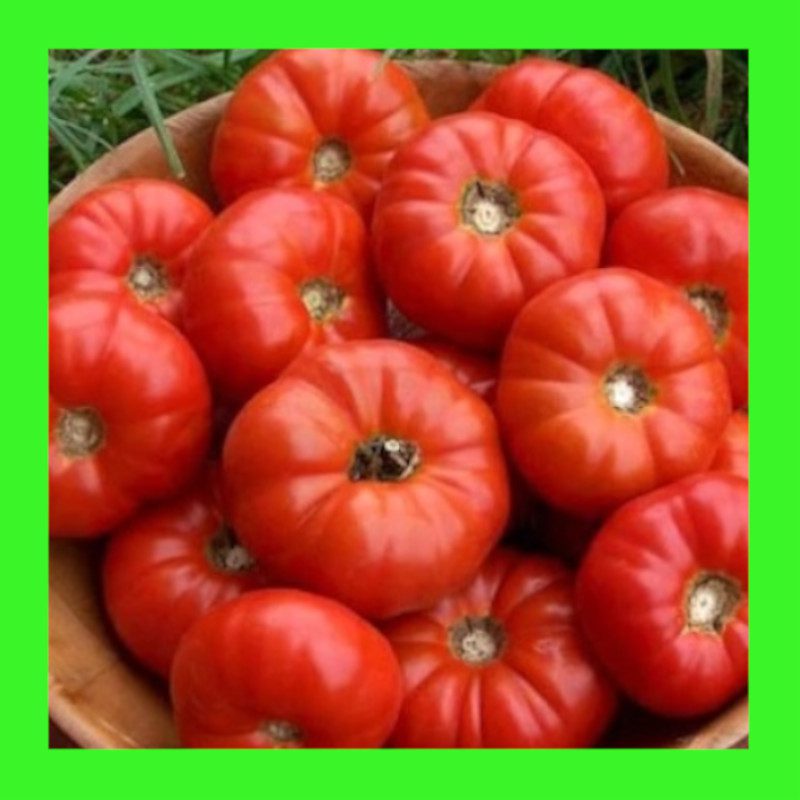 TOMATO-MARY ITALIAN