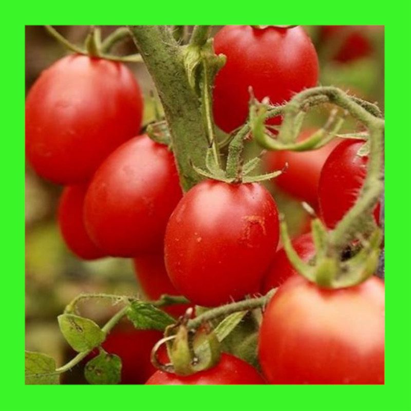 TOMATO-PRINCIPE BORGHESE