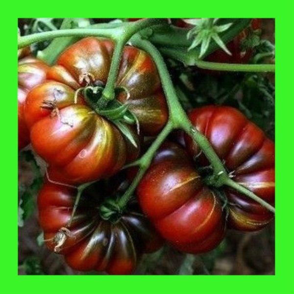 TOMATO-PURPLE CALABASH