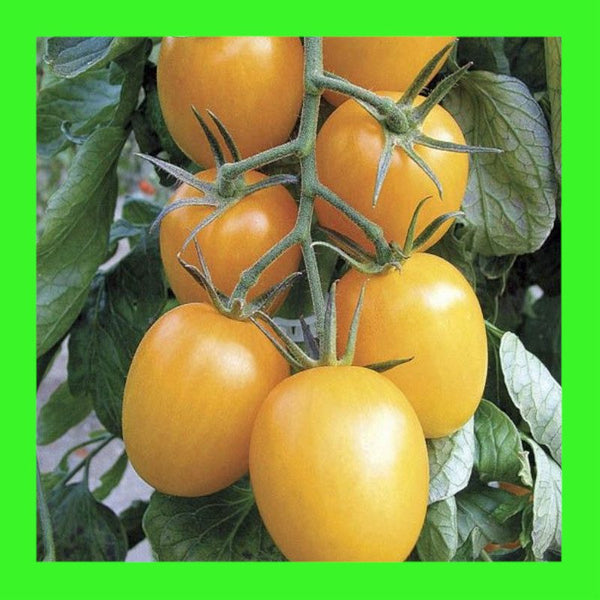 TOMATO-ROMA GOLDEN