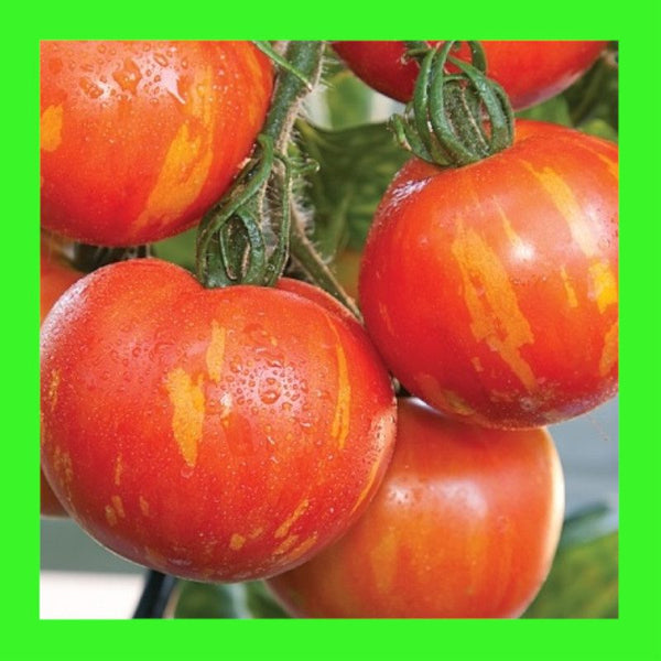 TOMATO-TIGERELLA