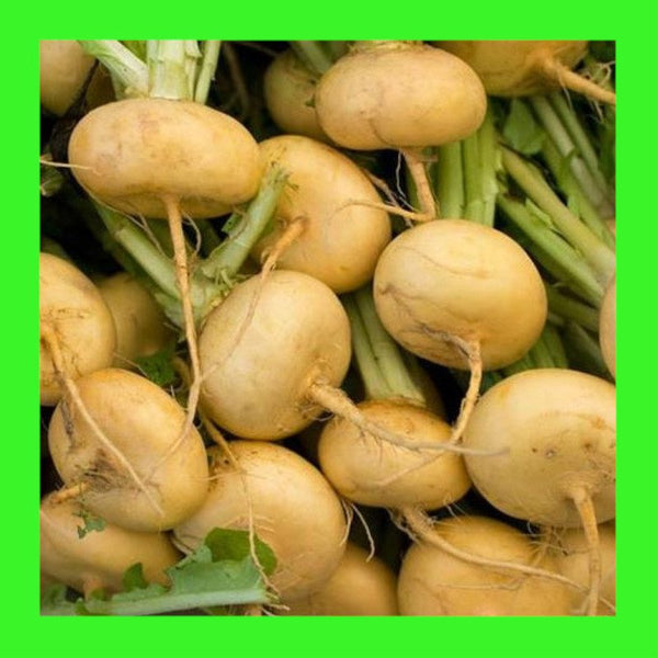 TURNIP-GOLD BALL