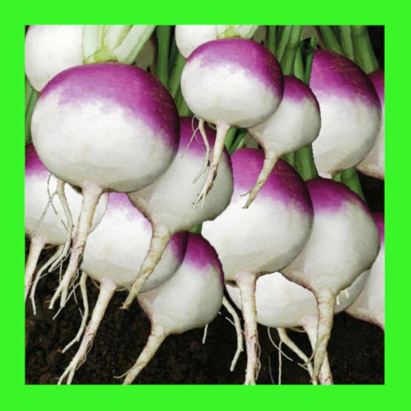 TURNIP-PURPLE TOP WHITE GLOBE