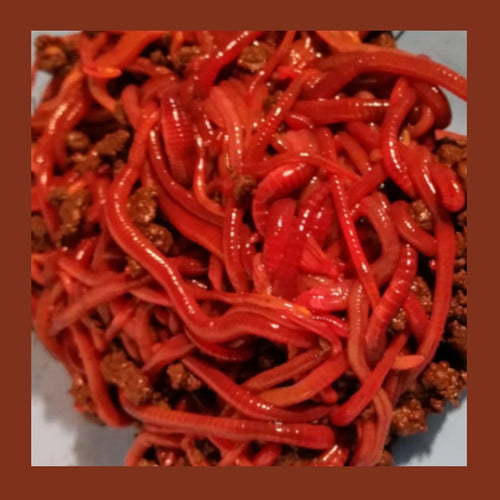 Worms