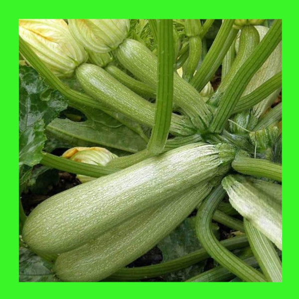 ZUCCHINI-LEBANESEE