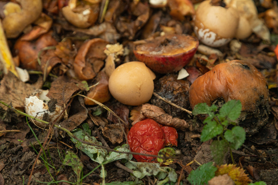 Can Citrus Go In Compost? A Simple Guide for Healthy Composting