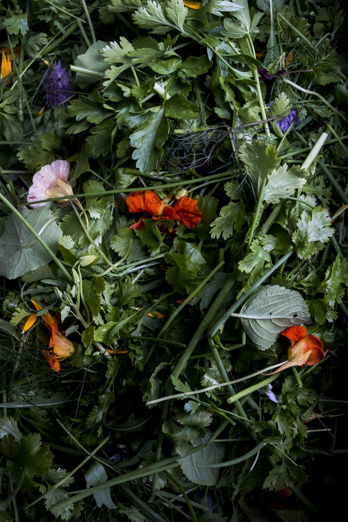 Why Compost Citrus Scraps?