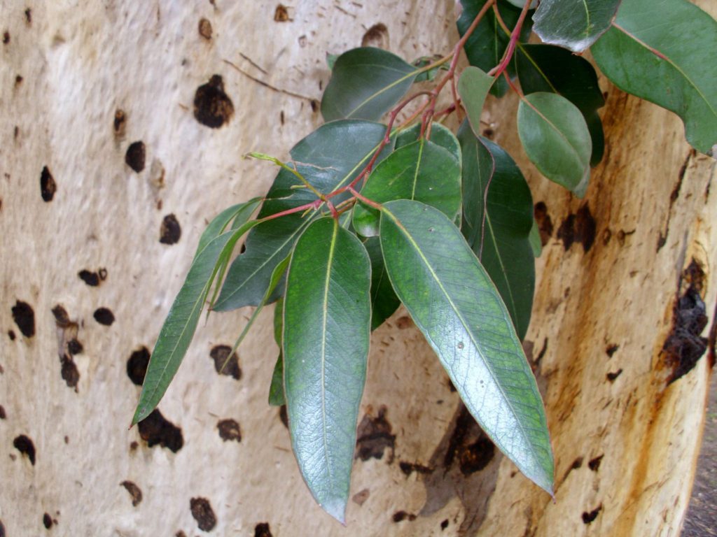 Eucalyptus-cladocalyx-leaves-and-bark