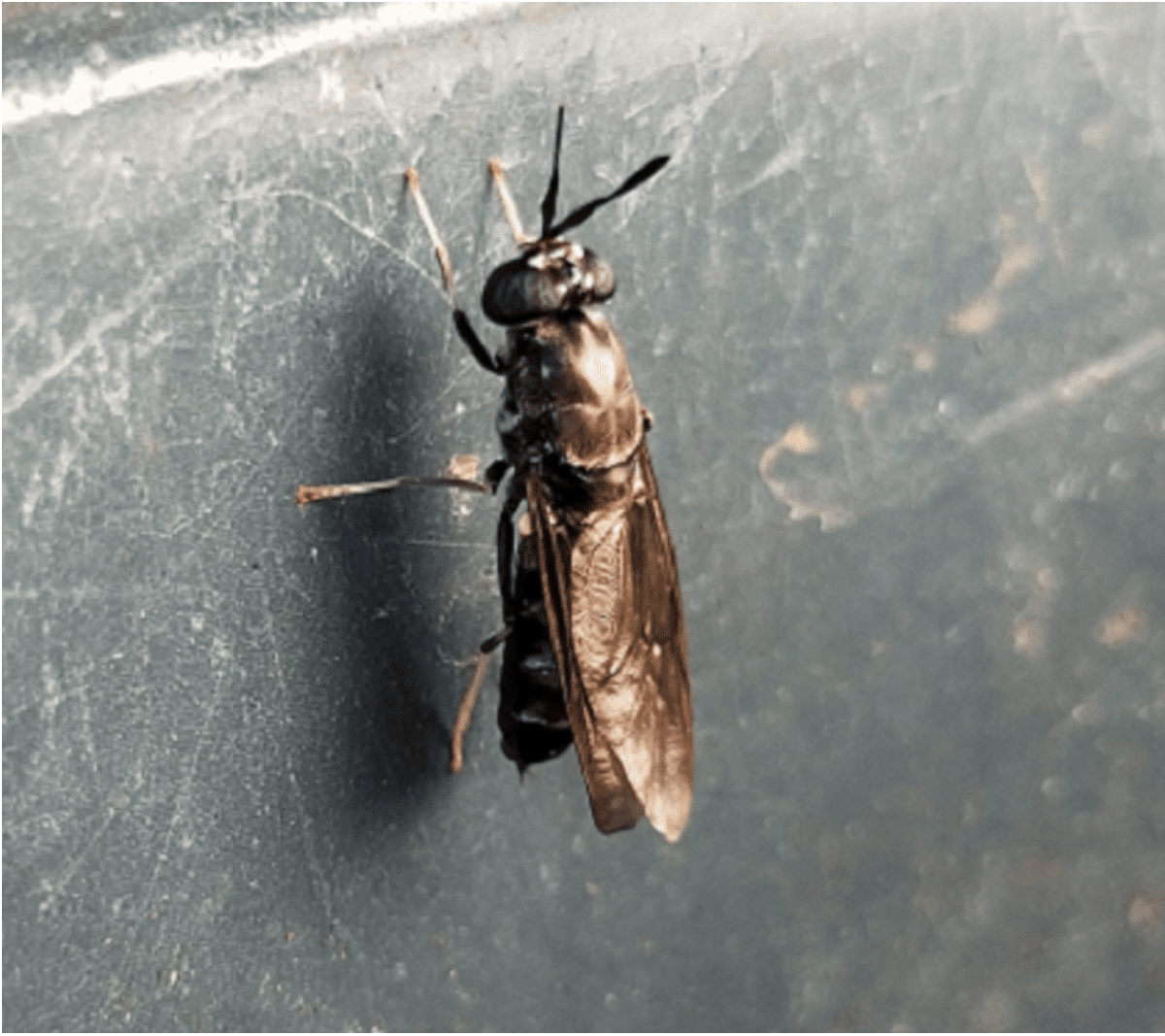 Life Cycle of a Black Soldier Fly