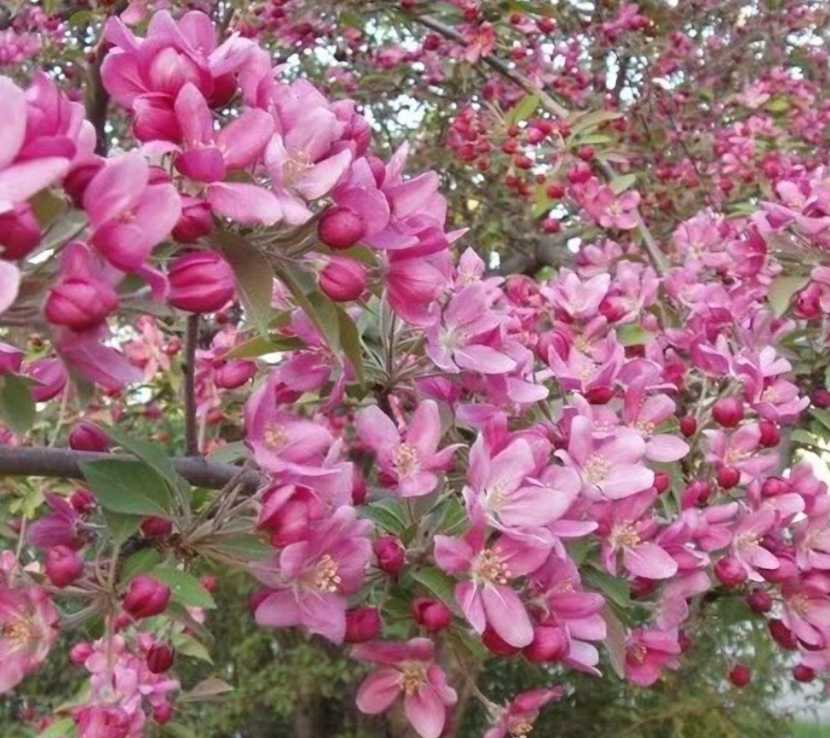 The Basis of Pruning a Plant