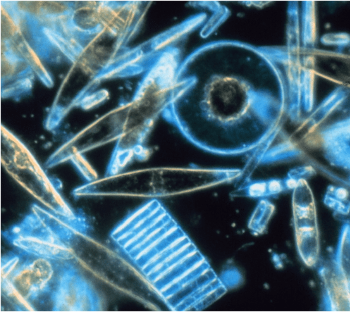 What is Diatomaceous Earth?