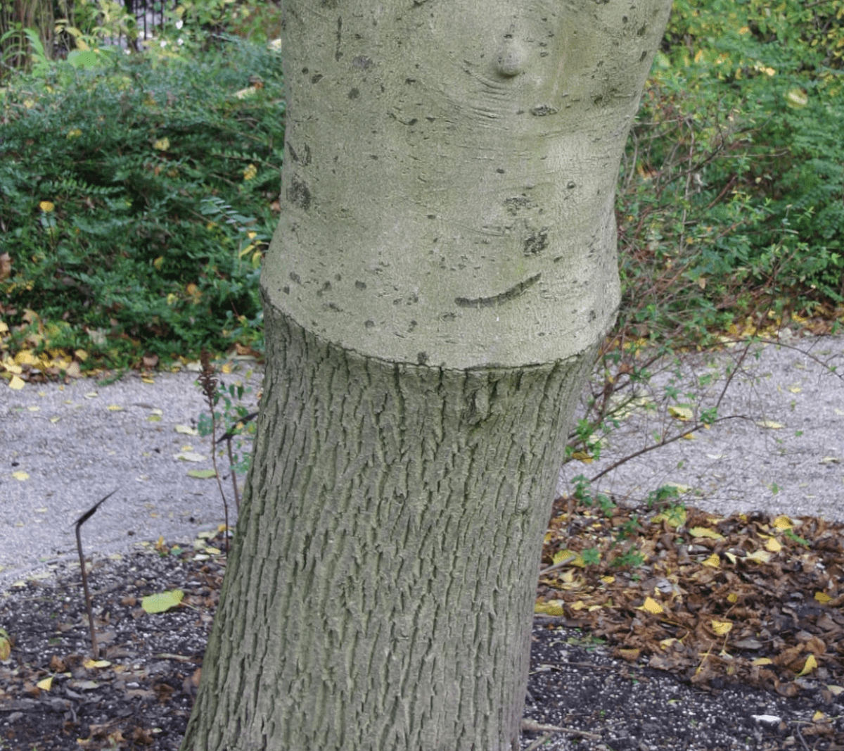 Why would you use grafted plants?