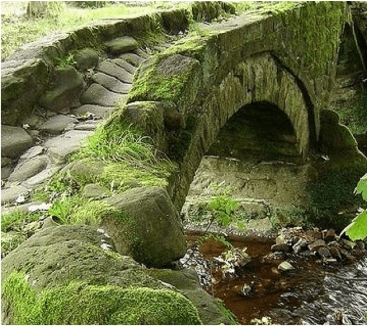 Good and Bad Moss