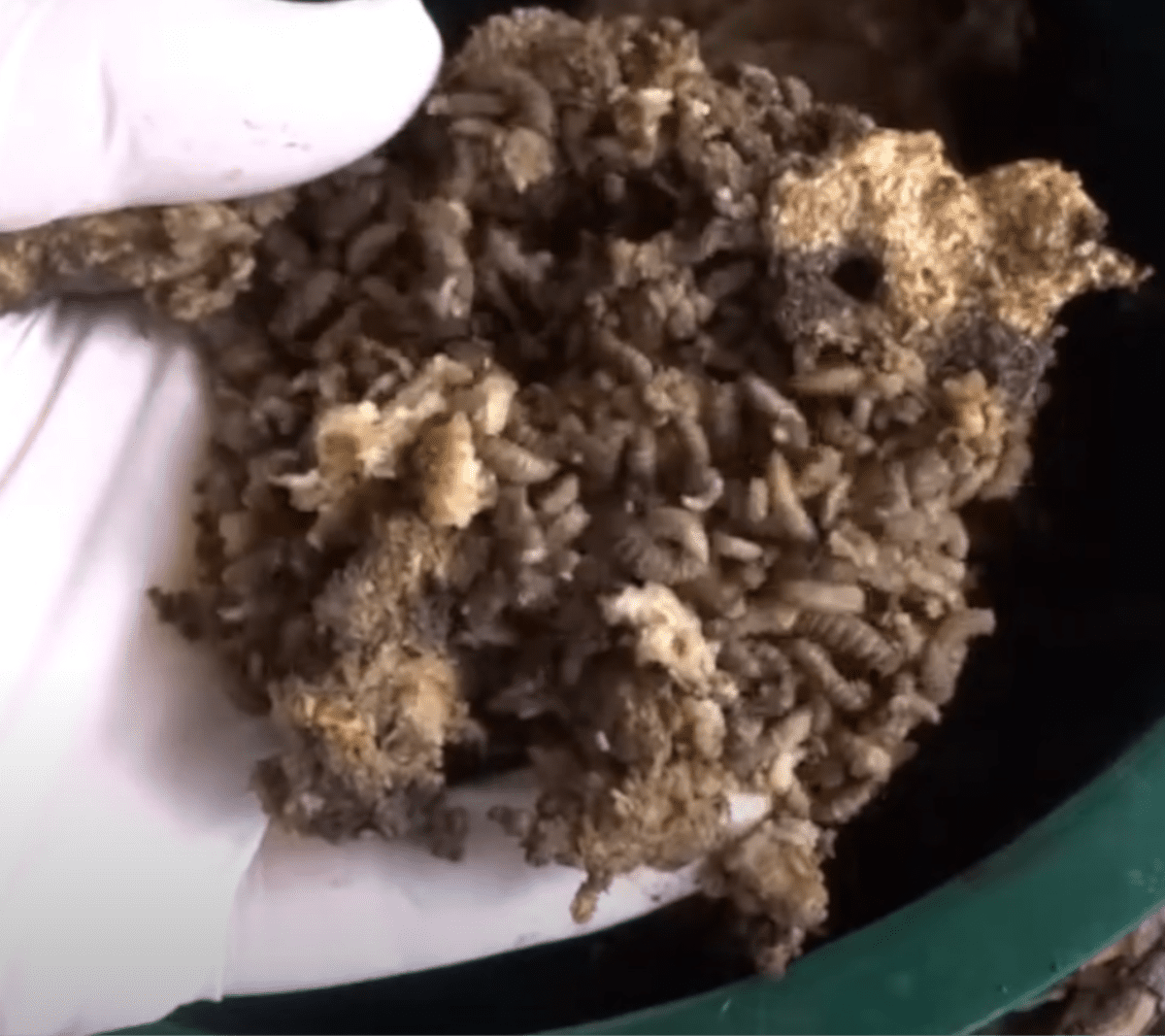 Composting with Black Soldier Flies