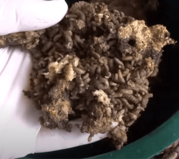 Composting with Black Soldier Flies