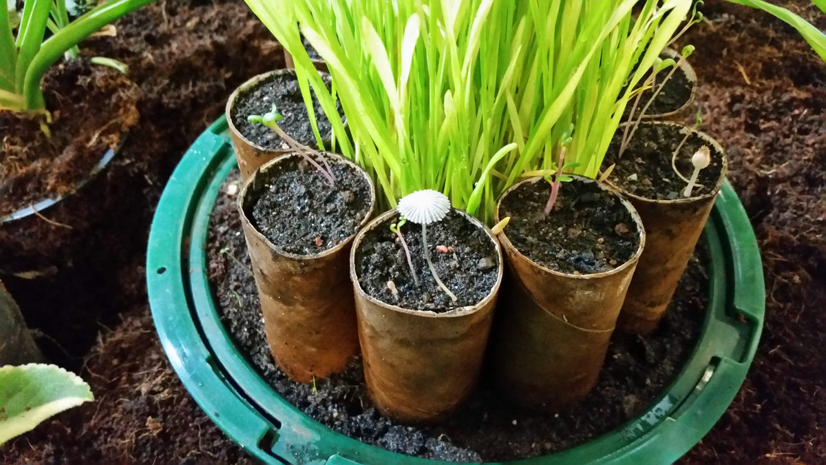 Compot & Propagator x 1 | 5L Compost Bin