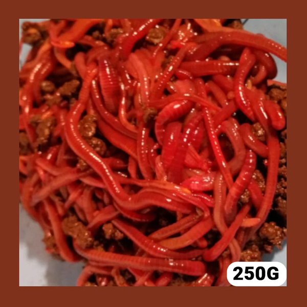Fresh Compost Worms  (250G)