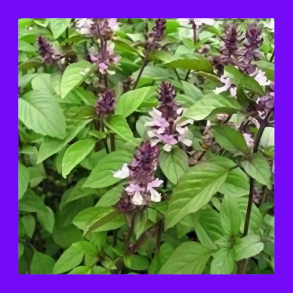 BASIL-CINNAMON