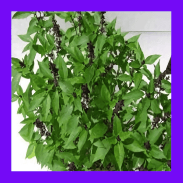 BASIL-HOLY GREEN (TULSI)