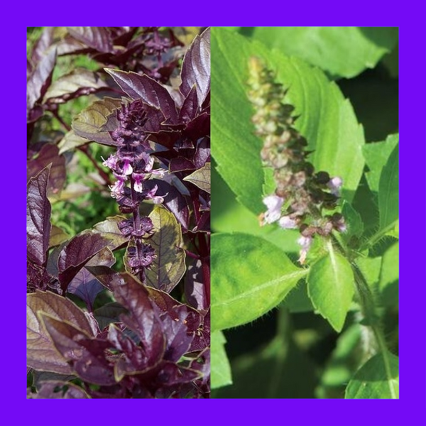 BASIL-HOLY GREEN/PURPLE MIX
