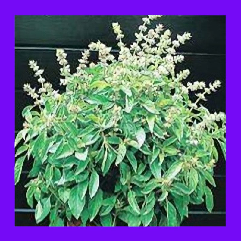 BASIL-LIME