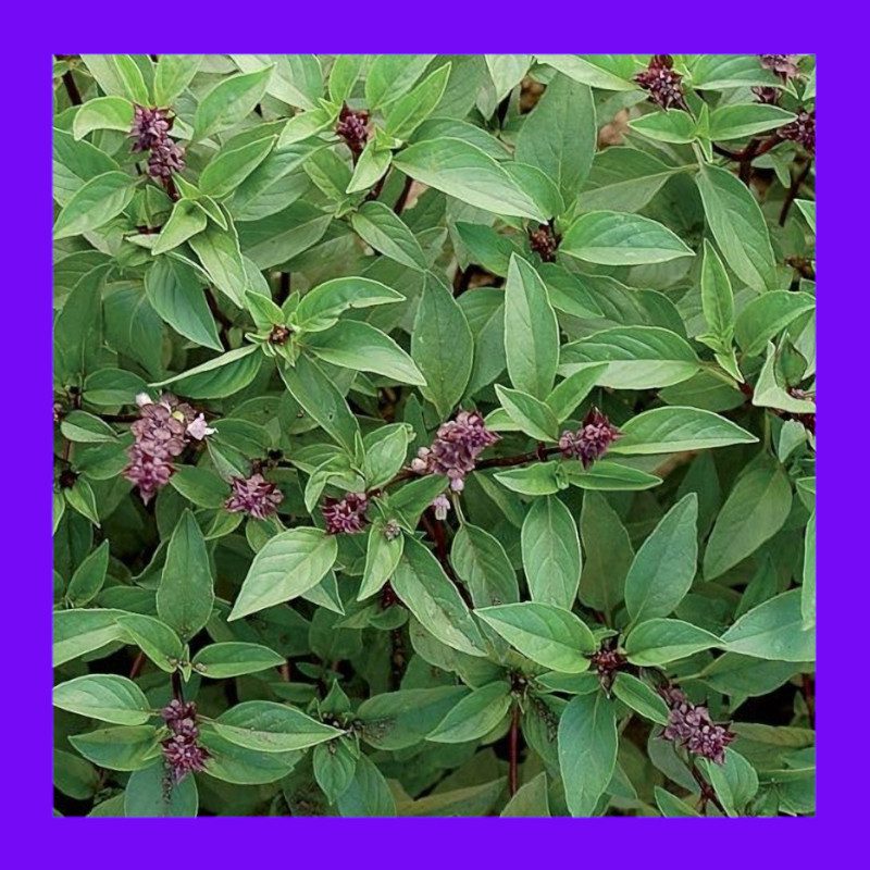 BASIL-THAI
