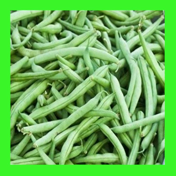 BEAN-BROWN BEAUTY-BUSH
