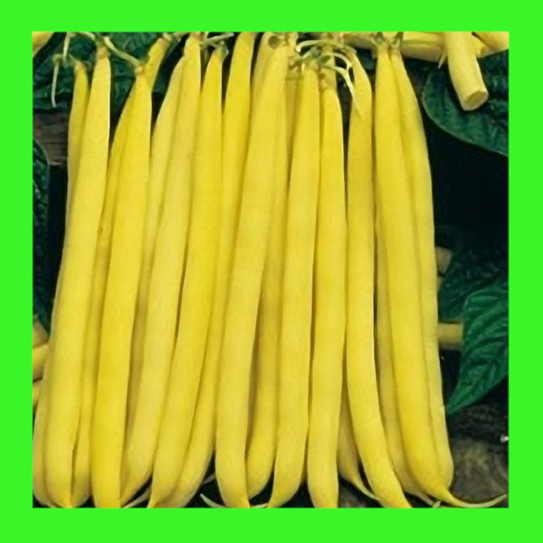 BEAN-CHEROKEE WAX-BUSH