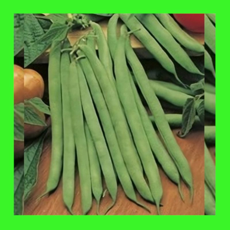 BEAN-HAWKESBURY WONDER-BUSH