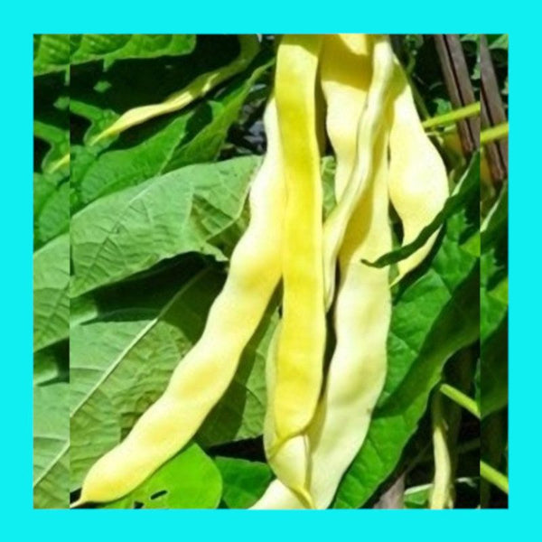 BEAN-HEAVENLY GOLD-CLIMBER