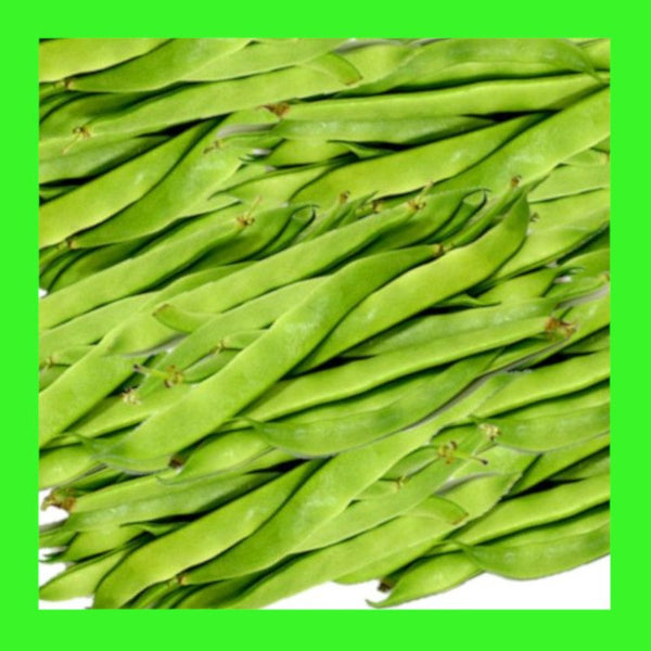 BEAN-ITALIAN ROMANO-BUSH