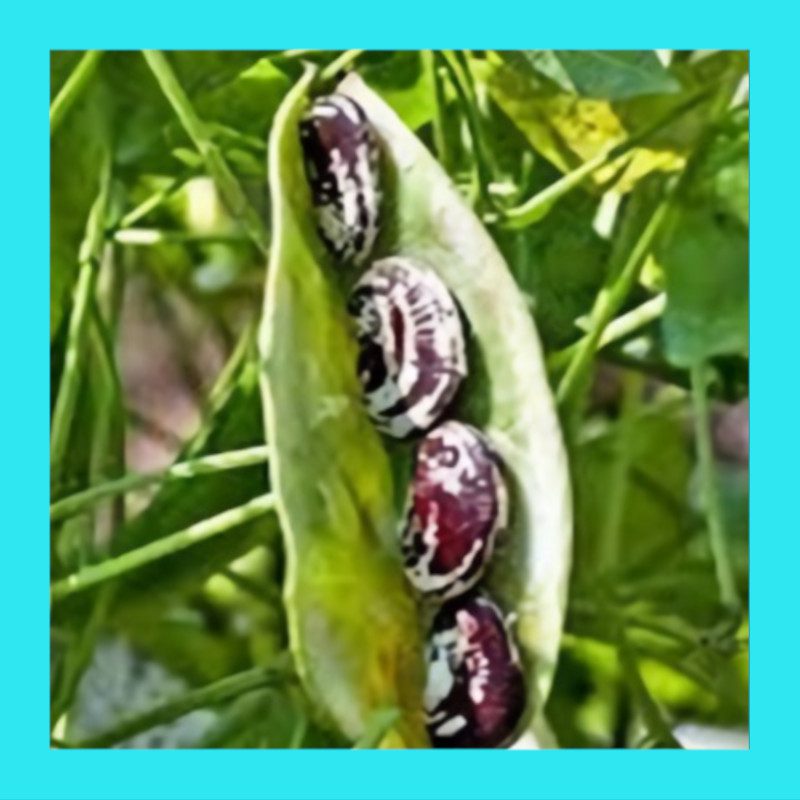 BEAN-MADAGASCAR (LIMA)-CLIMBER