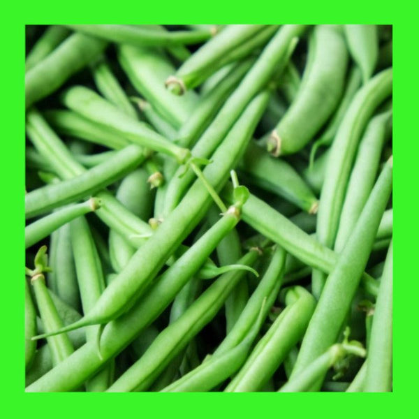 BEAN-PIONEER DWARF-BUSH