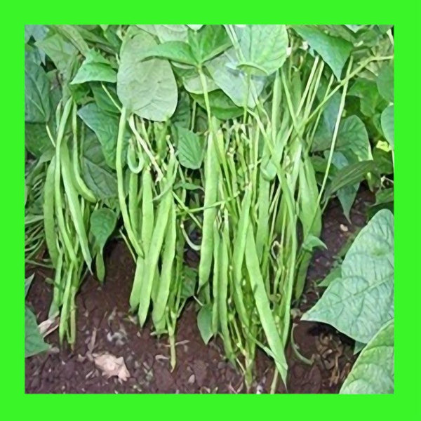 BEAN-PLAZZA FLAT-BUSH