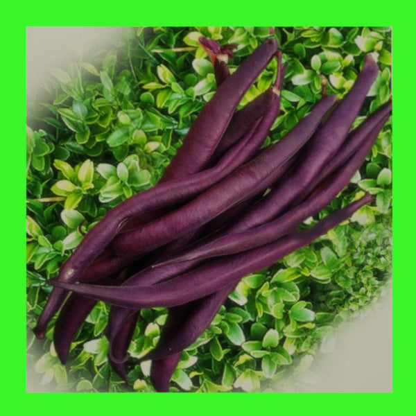 BEAN-ROYAL BURGUNDY-BUSH
