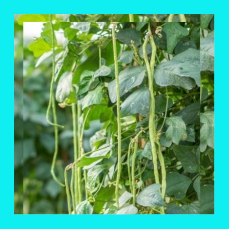 BEAN-YARD LONG-BLACK SEED