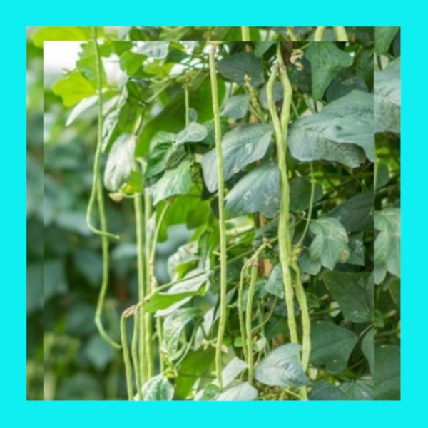 BEAN-YARD LONG-BLACK SEED