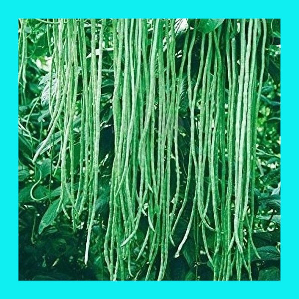 BEAN-YARD LONG-BROWN SEED