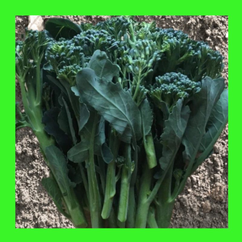 BROCCOLI-BROCCOLETTI