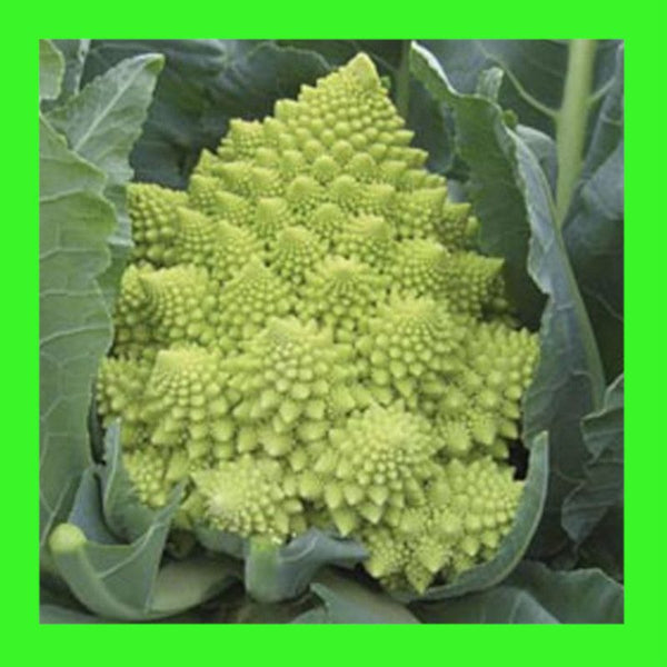 BROCCOLI-ROMANESCO