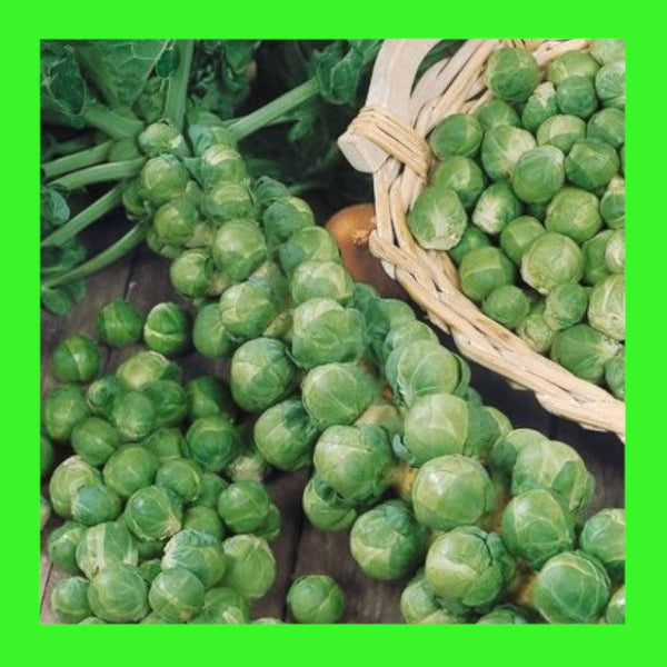 BRUSSELS-SPROUTS-LONG ISLAND (IMPROVED)