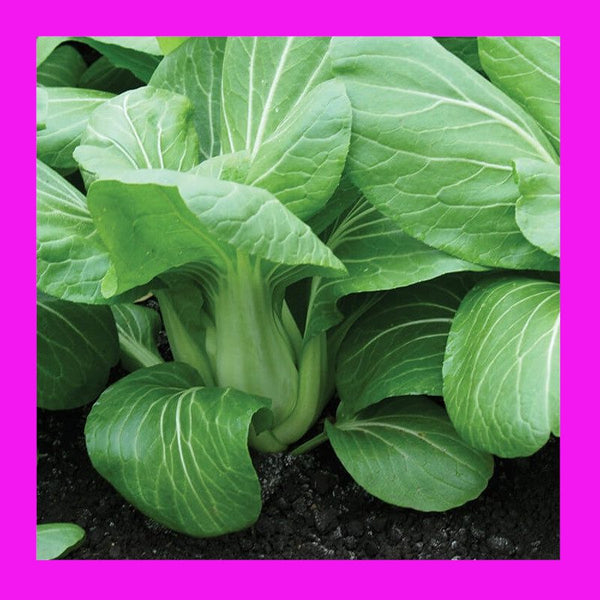 CABBAGE-BOK CHOY-MINI GREEN (F1)