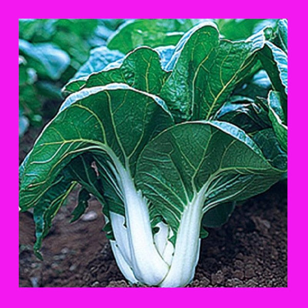 CABBAGE-BOK CHOY-WHITE STEM