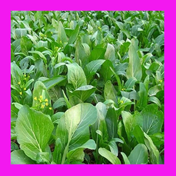 CABBAGE-CHOY SUM